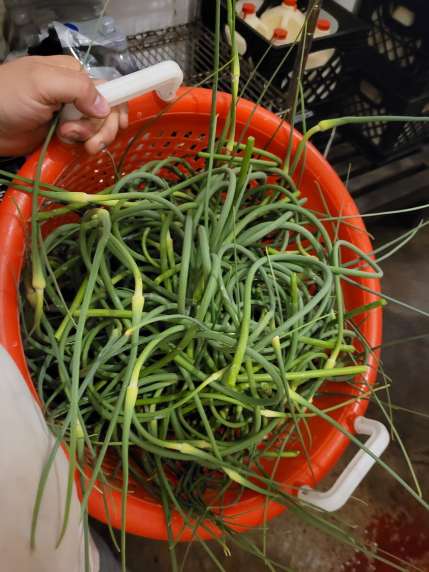 Garlic scapes are a tasty summer treat, whether cooked or fresh by themselves­—if you have the palate for it, that is.